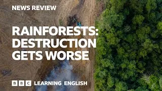 Rainforests: destruction gets worse: BBC News Review