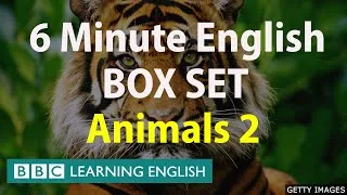 BOX SET: 6 Minute English - 'Animals 2' English mega-class! 30 minutes of new vocabulary!