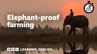 Elephant-proof farming ⏲️ 6 Minute English