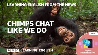 Chimps chat like we do: BBC Learning English from the News