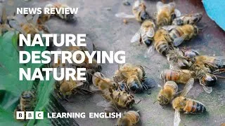 Nature destroying nature: BBC News Review