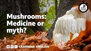 Mushrooms: Medicine or myth? ⏲️ 6 Minute English