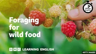 Foraging for wild food ⏲️ 6 Minute English