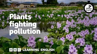 Plants fighting pollution ⏲️ 6 Minute English