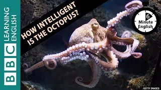 How intelligent is the octopus? 6 Minute English