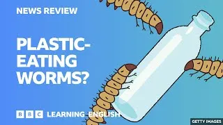 Plastic-eating worms: BBC News Review