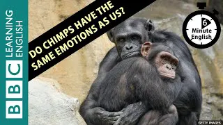 Do chimps have the same emotions as us? 6 Minute English