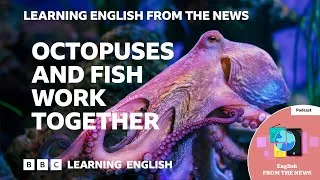 Octopuses and fish work together: BBC Learning English from the News