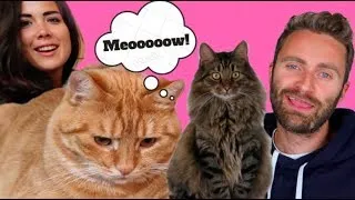 The Ultimate CAT Vocabulary English Class | CAT LOVERS!!!