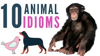 10 Animal Idioms | English Expressions