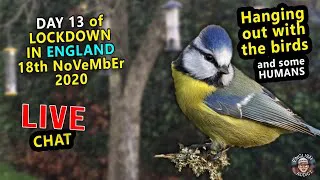 DAY 13 of LOCKDOWN in ENGLAND / Hanging out with the Birds / 18th November 2020