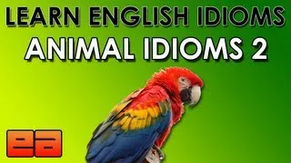 Animal Idioms - 2 - Learn English Idioms - EnglishAnyone.com