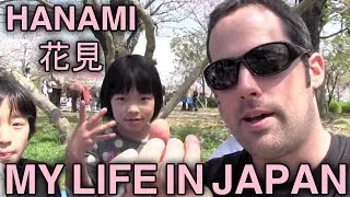 Hanami - Sakura - Cherry Blossoms - 花見 - My Life in Japan - 1 - English Lesson on Japanese Culture