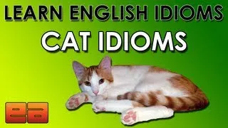 Cat Idioms - Learn English Idioms - Animal Idioms - 4 - EnglishAnyone.com