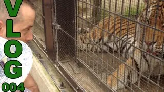 Meeting a Tiger at the Kyoto Zoo - The Native Life Vlog 4 - EnglishAnyone.com