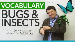 English Vocabulary: Talking about BUGS and INSECTS