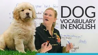 Real English: Taking care of your pet DOG!