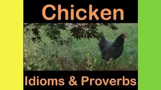 Chicken Idioms & Proverbs - English Vocabulary