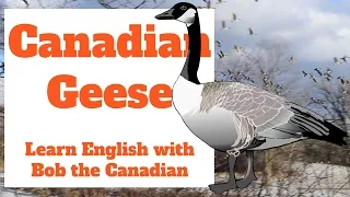 How to sneak up on Canadian geese