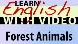 Learn English with Video - Forest Animals