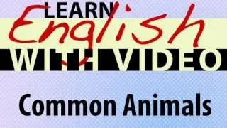 Learn English with Video - Common Animals