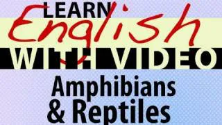 Learn English with Video - Amphibians and Reptiles
