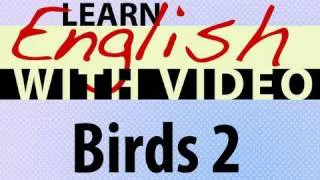 Learn English with Video - Birds 2