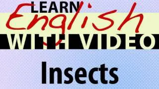 Learn English with Video - Insects