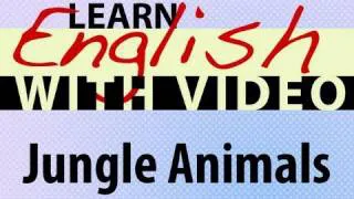 Learn English with Video - Jungle Animals
