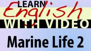 Learn English with Video - Marine Life 2