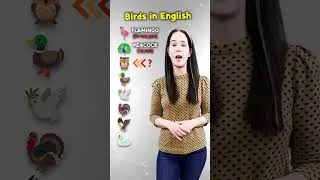 🦩🦉🕊 BIRDS IN ENGLISH 🦅🦃🦢