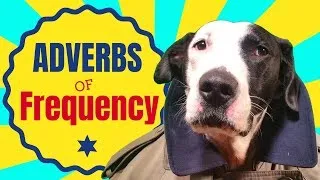 English Adverbs of Frequency - Learn how they work with Carter the dog.