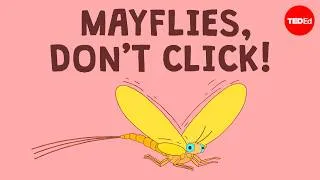 If you're an adult mayfly you'll probably die before the end of this video - Luke M. Jacobus