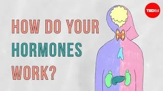 How do your hormones work? - Emma Bryce