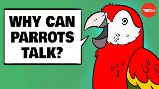 Why can parrots talk? - Grace Smith-Vidaurre and Tim Wright