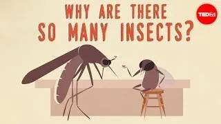 Why are there so many insects? - Murry Gans