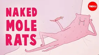 Are naked mole rats the strangest mammals? - Thomas Park