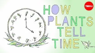 How plants tell time - Dasha Savage