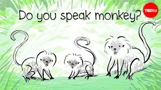 How to speak monkey: The language of cotton-top tamarins - Anne Savage