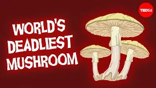 This mushroom will kill you before you know what’s happening - Michael Beug