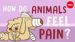 How do animals experience pain? - Robyn J. Crook