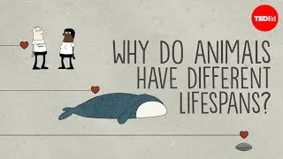 Why do animals have such different lifespans? - Joao Pedro de Magalhaes