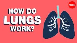 How do lungs work? - Emma Bryce