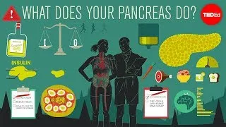 What does the pancreas do? - Emma Bryce