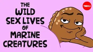 The wild sex lives of marine creatures - Luka Seamus Wright