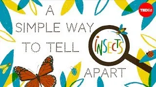 A simple way to tell insects apart - Anika Hazra