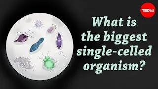 What is the biggest single-celled organism? - Murry Gans