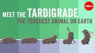 Meet the tardigrade, the toughest animal on Earth - Thomas Boothby