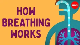 How breathing works - Nirvair Kaur