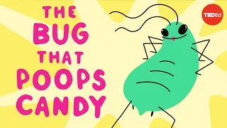 The bug that poops candy - George Zaidan